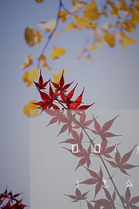 廣發(fā)信用卡代扣的保險(xiǎn)怎么停保-廣發(fā)信用卡代扣的保險(xiǎn)怎么停保了