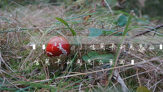 廣發(fā)信用卡利息怎么(廣發(fā)信用卡利息怎么要回來)