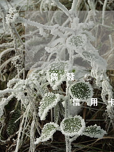 廣發(fā)信用卡多久算逾期（廣發(fā)信用卡多久算逾期）