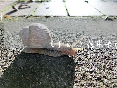 廣發(fā)信用卡已逾期要收利息