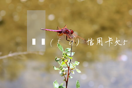 廣發(fā)信用卡欠5千逾期4個月