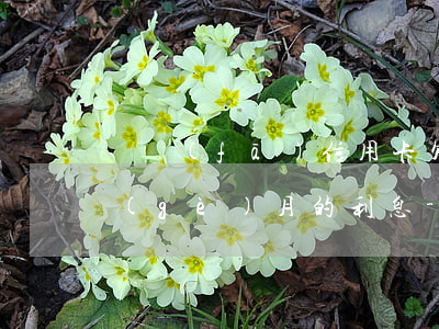 廣發(fā)信用卡欠一萬(wàn)一個(gè)月的利息-廣發(fā)信用卡欠一萬(wàn)一個(gè)月的利息是多少
