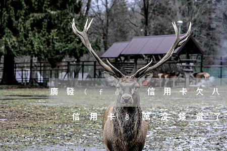 廣發(fā)信用卡欠八千元 欠廣發(fā)信用卡8萬沒錢還了,怎么辦啊?