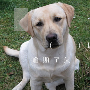 廣發(fā)信用卡欠款10萬(wàn)逾期了(欠廣發(fā)銀行信用卡兩萬(wàn)多還不上會(huì)被起訴嗎)