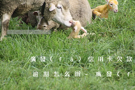 廣發(fā)信用卡欠款15萬(wàn)逾期怎么辦-廣發(fā)信用卡欠款15萬(wàn)逾期怎么辦啊