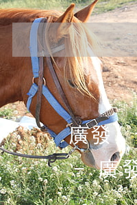 廣發(fā)信用卡能申請免息分期還款嗎-廣發(fā)信用卡能申請免息分期還款嗎是真的嗎