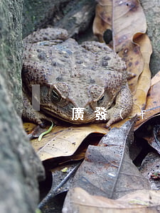 廣發(fā)信用卡逾期10萬會坐牢嗎
