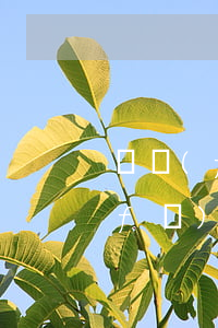 廣發(fā)信用卡逾期3天有影響(廣發(fā)信用卡逾期3天有影響)