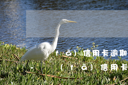 廣發(fā)信用卡逾期3天還有什么影響-廣發(fā)信用卡逾期3天還有什么影響嗎