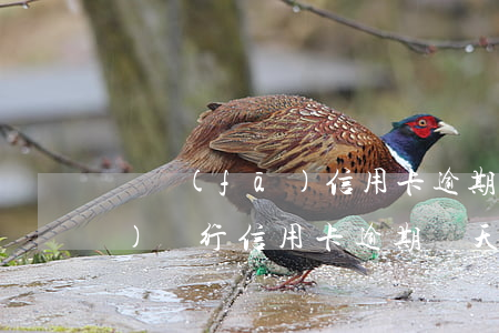 廣發(fā)信用卡逾期4天了(廣發(fā)銀行信用卡逾期幾天會有不良記錄)
