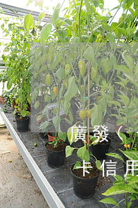 廣發(fā)信用卡逾期一周(廣發(fā)卡信用卡逾期3天)