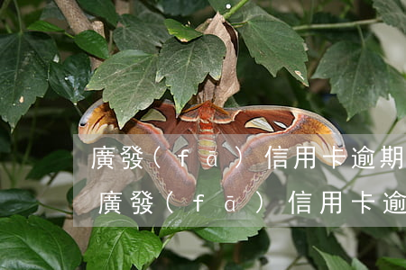 廣發(fā)信用卡逾期一周會上征信嗎-廣發(fā)信用卡逾期一周會上征信嗎有影響嗎