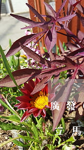 廣發(fā)信用卡 逾期一天（信用卡逾期了立馬銷卡廣發(fā)）