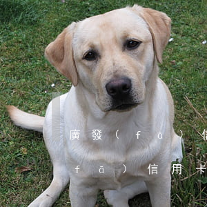 廣發(fā)信用卡逾期一萬五利息(廣發(fā)信用卡5萬利息)