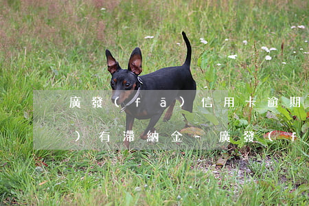 廣發(fā)信用卡逾期三天有沒(méi)有滯納金-廣發(fā)信用卡逾期三天有沒(méi)有滯納金啊