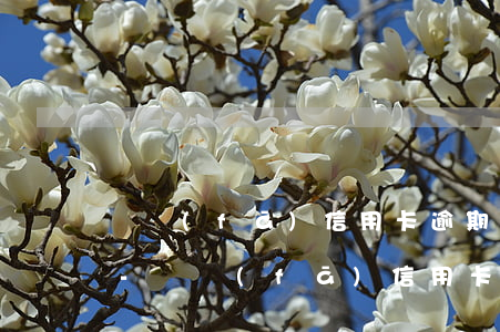 廣發(fā)信用卡逾期九天不讓最低還款-廣發(fā)信用卡逾期九天不讓最低還款怎么辦