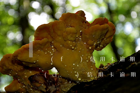 廣發(fā)信用卡逾期五個月全額還款(廣發(fā)信用卡逾期五個月全額還款會怎么樣)