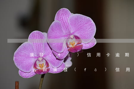 廣發(fā)信用卡逾期兩萬(wàn)怎么辦(廣發(fā) 信用卡 逾期)