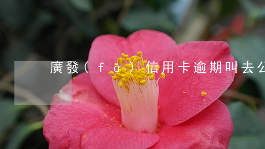 廣發(fā)信用卡逾期叫去公安局
