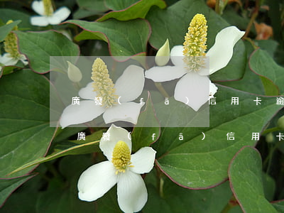 廣發(fā)信用卡逾期可以申請分期嗎-廣發(fā)信用卡逾期可以申請分期嗎現(xiàn)在
