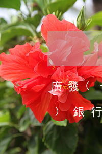 廣發(fā)信用卡逾期四天了(廣發(fā)銀行信用卡逾期二天有沒有影響?)