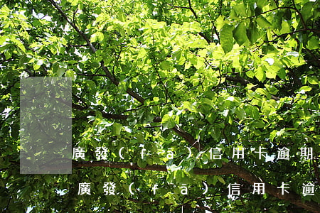 廣發(fā)信用卡逾期四天有什么影響-廣發(fā)信用卡逾期四天有什么影響嗎