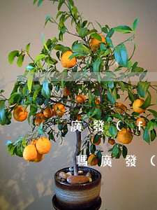 廣發(fā)信用卡逾期會(huì)坐牢嗎(廣發(fā)銀行信用卡逾期了兩天有沒(méi)有關(guān)系)