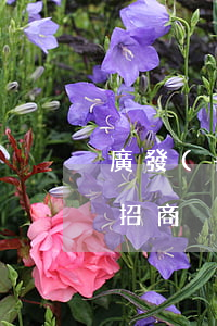 廣發(fā)信用卡逾期沒(méi)通知招商