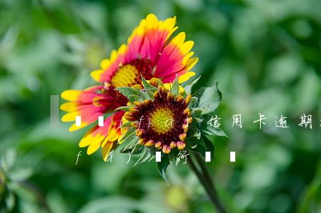 廣發(fā)信用卡逾期被起訴法院(廣發(fā)銀行訴訟)