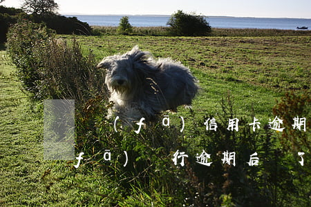 廣發(fā)信用卡逾期要求還全款(廣發(fā)銀行逾期后還了最低需要全款還)
