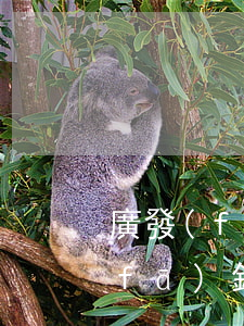 廣發(fā)信用卡逾期記錄怎么查(廣發(fā)銀行查征信報(bào)告嗎?)