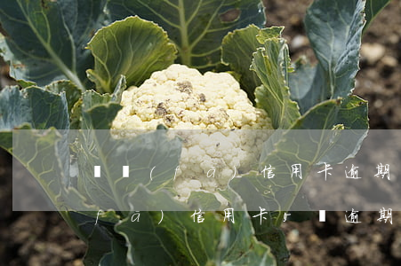 廣發(fā)信用卡逾期超過4個月(廣發(fā)信用卡5萬逾期三個月)