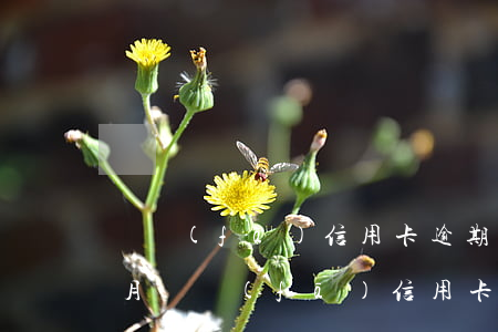 廣發(fā)信用卡逾期超過三個(gè)月(廣發(fā)信用卡8w逾期三個(gè)月)