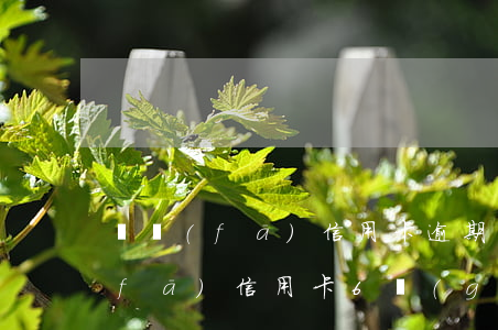 廣發(fā)信用卡逾期還提額度嗎(廣發(fā)信用卡6個(gè)月不提額)