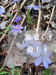 廣發(fā)信用卡逾期還款容易降額嗎(廣發(fā)信用卡逾期還款容易降額嗎怎么還)