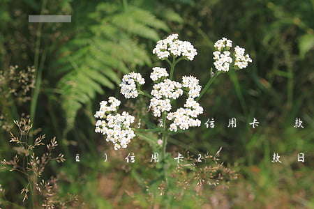 廣發(fā)信用卡還款逾期二天(廣發(fā)信用卡2號還款日可以延期幾天)