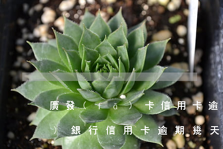 廣發(fā)卡信用卡逾期1天（廣發(fā)銀行信用卡逾期幾天立案）