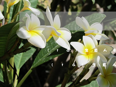 廣發(fā)生意人卡逾期還款怎么辦理-廣發(fā)生意人卡還不上怎么辦