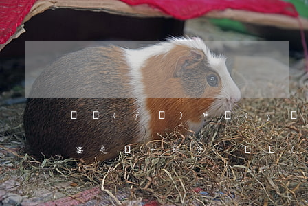 廣發(fā)申請(qǐng)停息掛賬說要先還一部分-廣發(fā)申請(qǐng)停息掛賬說要先還一部分錢