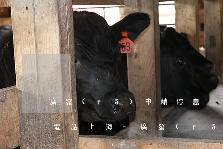 廣發(fā)申請停息掛賬打哪個(gè)電話上海-廣發(fā)停息掛賬申請條件
