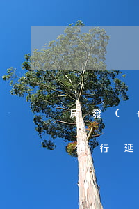 廣發(fā)申請逾期還款嗎(廣發(fā)銀行延期還款申請)