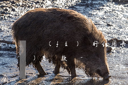 廣發(fā)銀行信用卡欠款能協(xié)商還款嗎-廣發(fā)銀行信用卡欠款能協(xié)商還款嗎怎么還