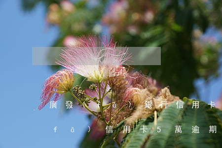 廣發(fā)銀行信用卡逾期了5天(廣發(fā)信用卡5萬逾期1個月就起訴嗎)