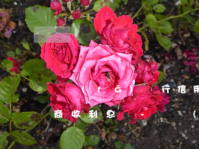 廣發(fā)銀行信用卡逾期協(xié)商收利息嗎-廣發(fā)協(xié)商后還款晚幾天可以嗎