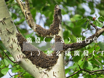 廣發(fā)銀行信用卡逾期多久會(huì)怎么樣(廣發(fā)銀行信用卡逾期多久會(huì)怎么樣)