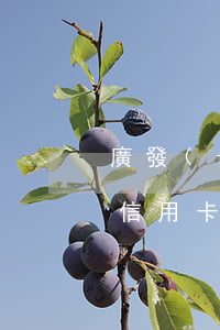 廣發(fā)銀行信用卡 逾期（廣發(fā)信用卡逾期利息不合理怎么辦）