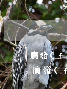 廣發(fā)銀行信用卡逾期立案后怎么辦(廣發(fā)銀行信用卡逾期立案后怎么辦)