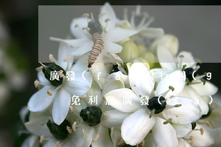 廣發(fā)銀行個(gè)性化分期不給減免利息（廣發(fā)個(gè)性化分期利息）