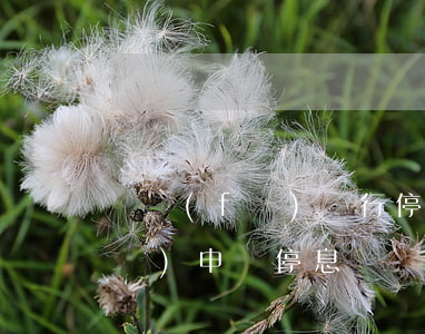 廣發(fā)銀行停息掛賬流程-廣發(fā)申請停息掛賬打哪個電話