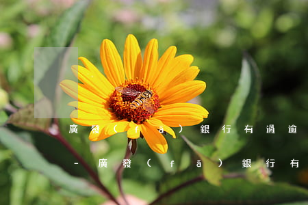 廣發(fā)銀行有過逾期后還款良好提額-廣發(fā)銀行有過逾期后還款良好提額嗎